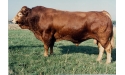 EPSON - Limousin